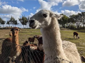 Ein Lama in einem eingezäunten Bereich, im Hintergrund weitere Lamas und Ziegen.