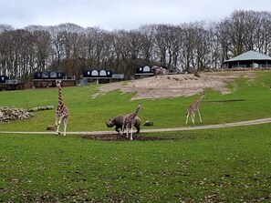 A grassy enclosure with giraffes and a rhinoceros. - 7 Person Holiday Home in Ebeltoft (Ebeltoft)