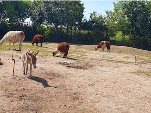 獨棟房屋 | 其他設施
