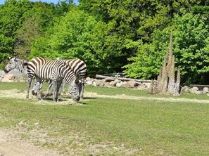 Two zebras grazing in a grassy enclosure with trees and a stone wall in the background. - 7 Person Holiday Home in Ebeltoft (Ebeltoft)