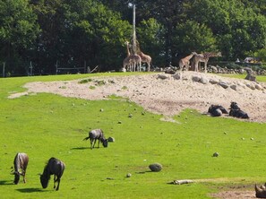 House | Miscellaneous