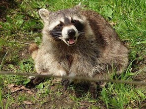 A raccoon sitting on the ground surrounded by grass and leaves.