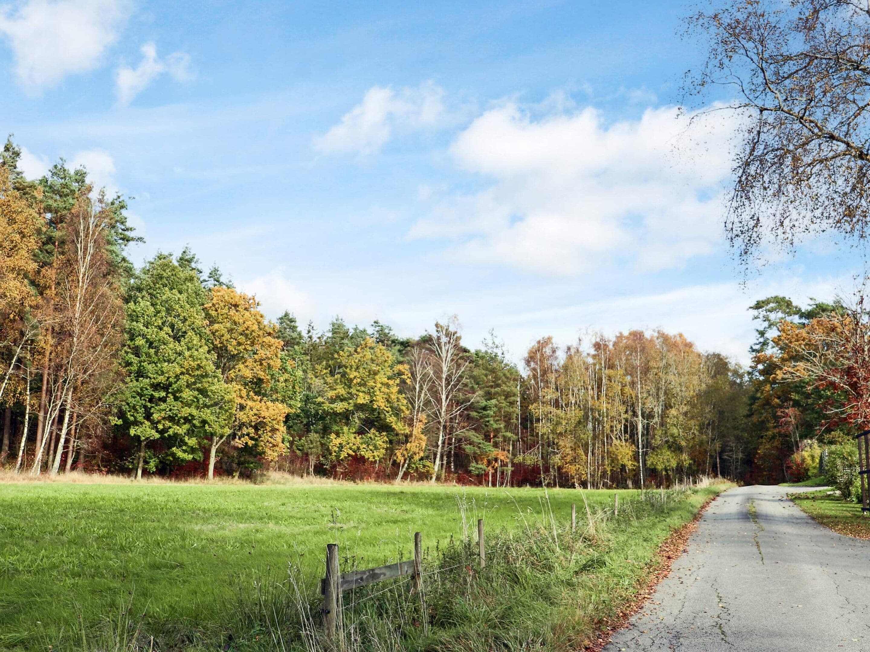 A rural road flanked by trees and grass.
