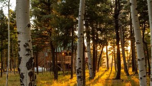 A forest with birch trees and a wooden cabin. - Family-Friendly Modern Cabin with Spectacular Views (Angel Fire)