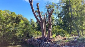 A tree with multiple trunks and a stone wall in a natural setting. - 6 Person Holiday Home in Hagby (Ljungbyholm)