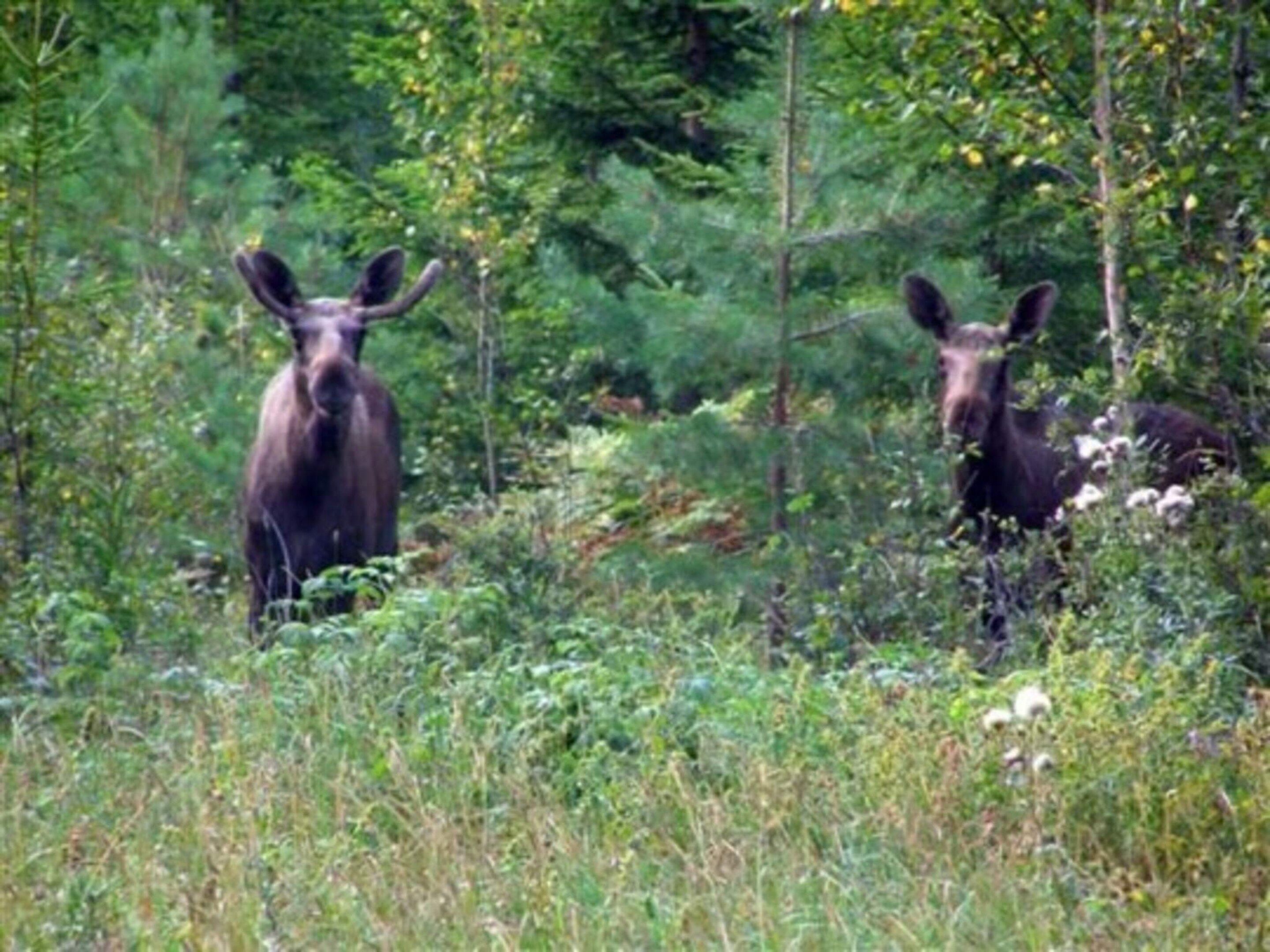 Two moose in a natural setting with dense foliage and trees.