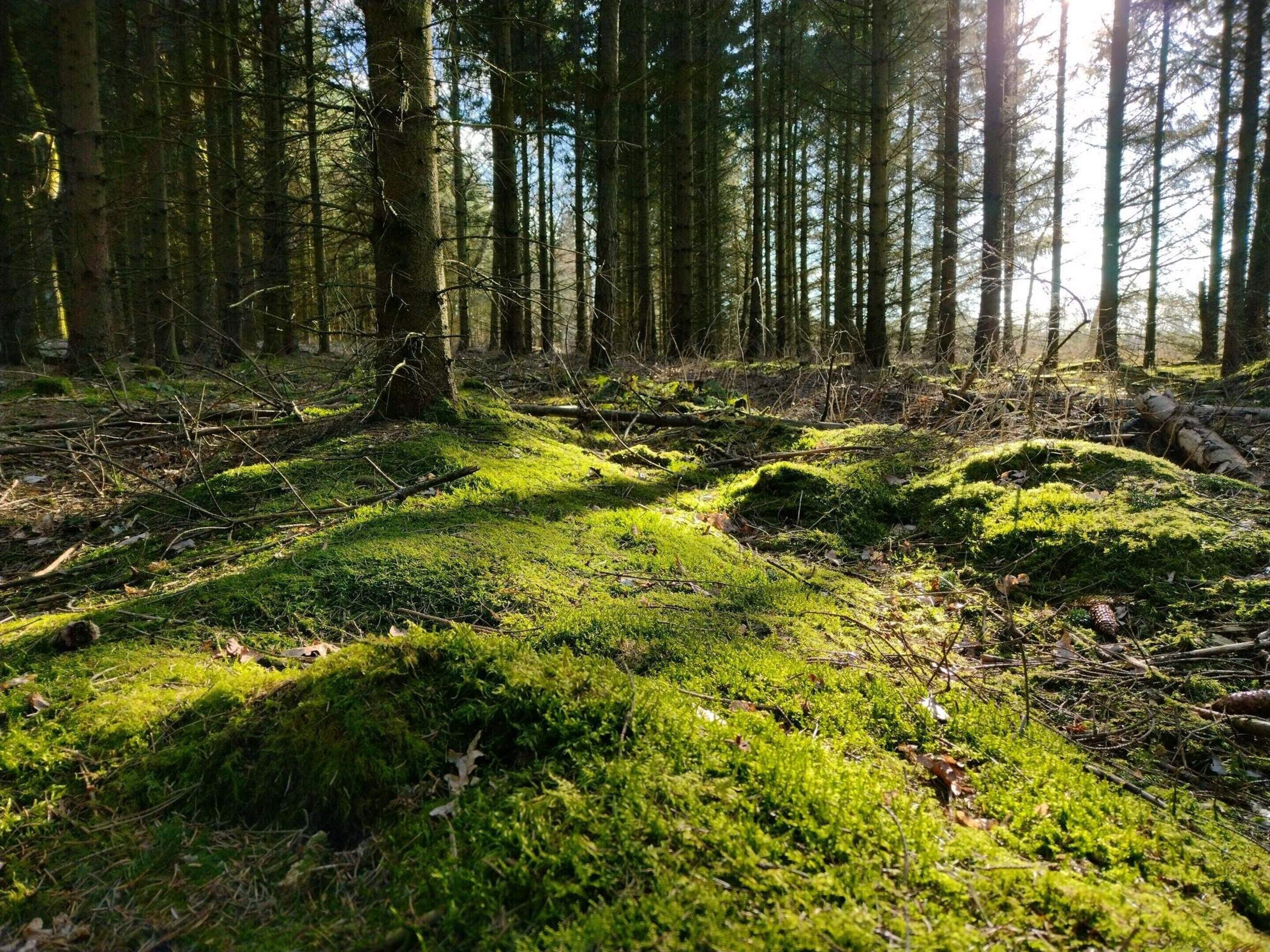 A forest floor with moss and fallen branches.