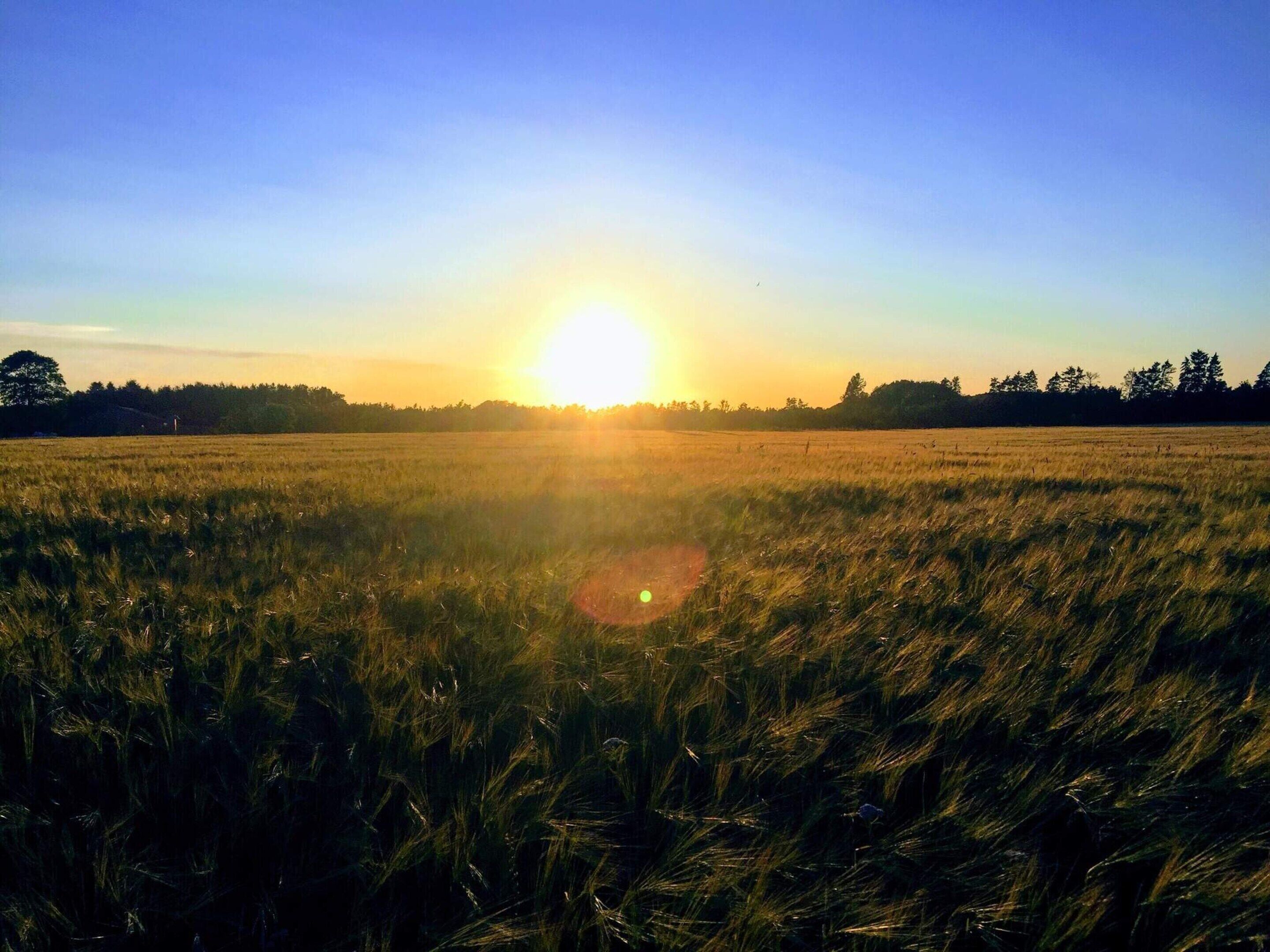 Un campo con il sole che tramonta in lontananza.