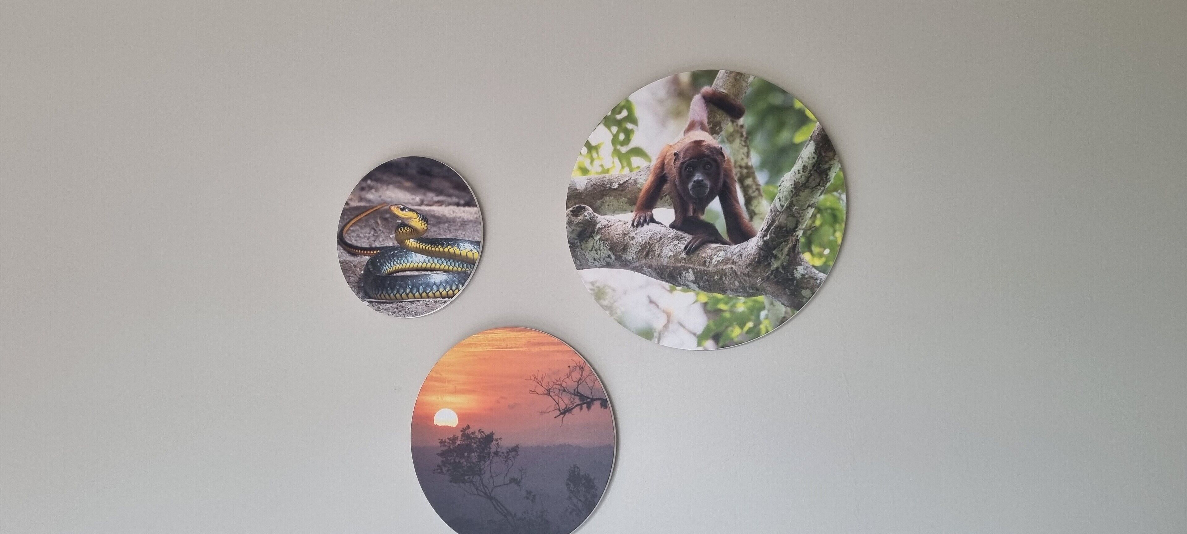 Three circular photographs on a wall.