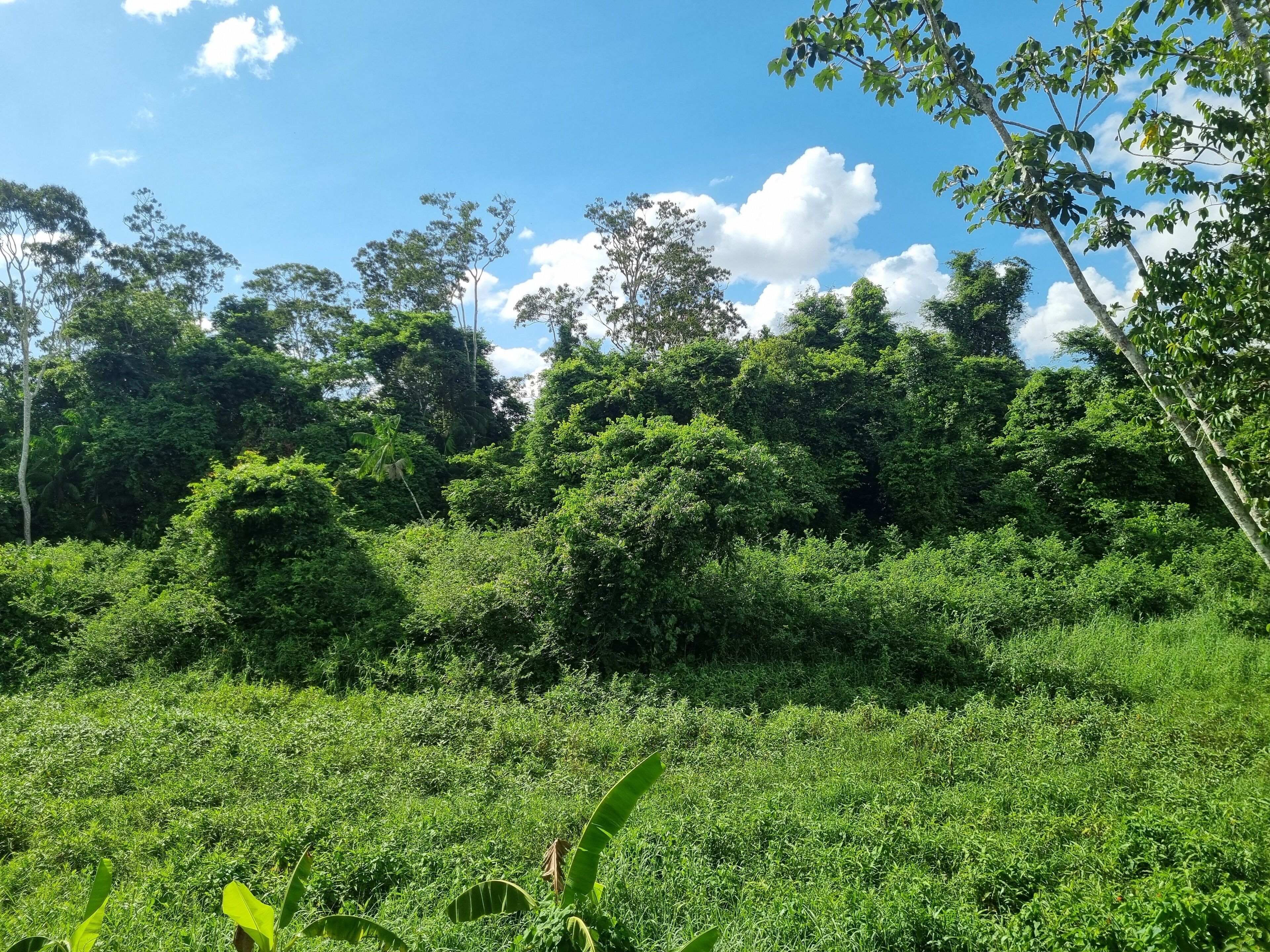 A lush green landscape with dense foliage and trees under a clear blue sky.