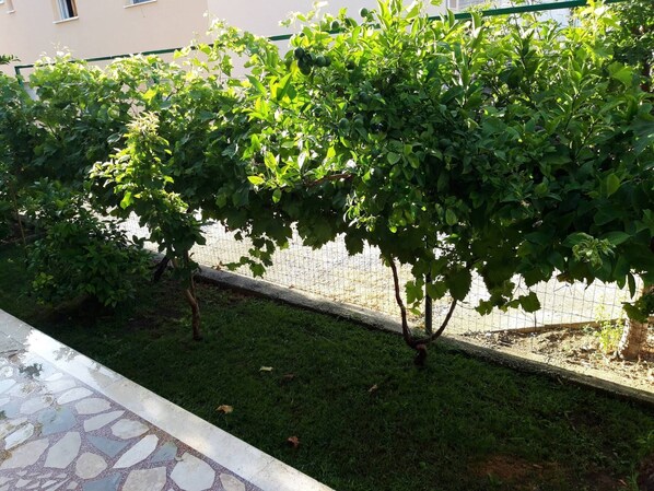 A garden area with a paved walkway and a wire fence.