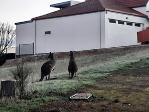 House | 3 bedrooms - The Darling of Marina - A Hilltop and Sea Getaway (Wirrina Cove)