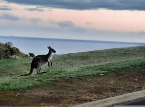 House | 3 bedrooms - The Darling of Marina - A Hilltop and Sea Getaway (Wirrina Cove)