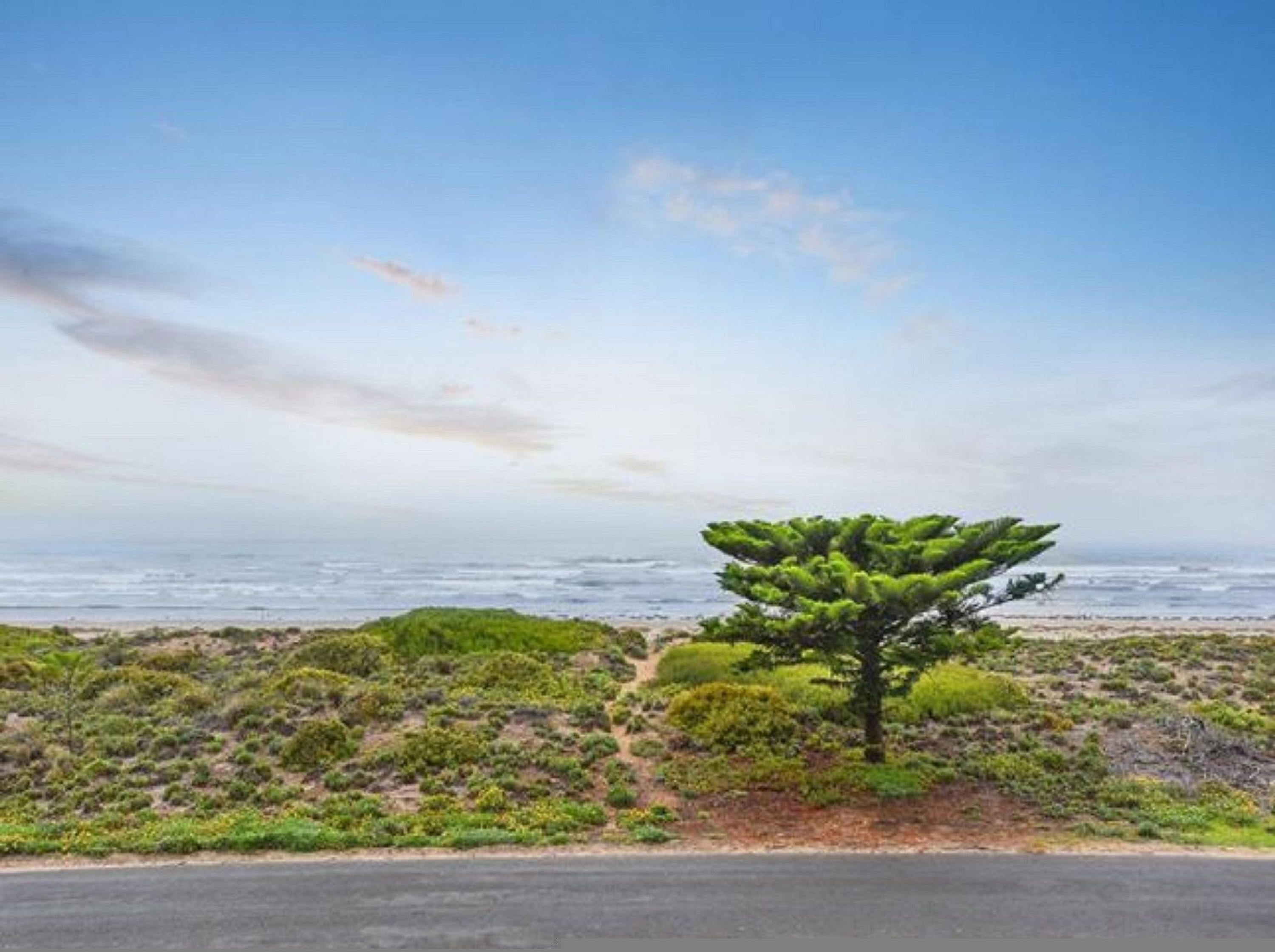 A coastal landscape with a prominent tree in the foreground and a road leading to the beach.