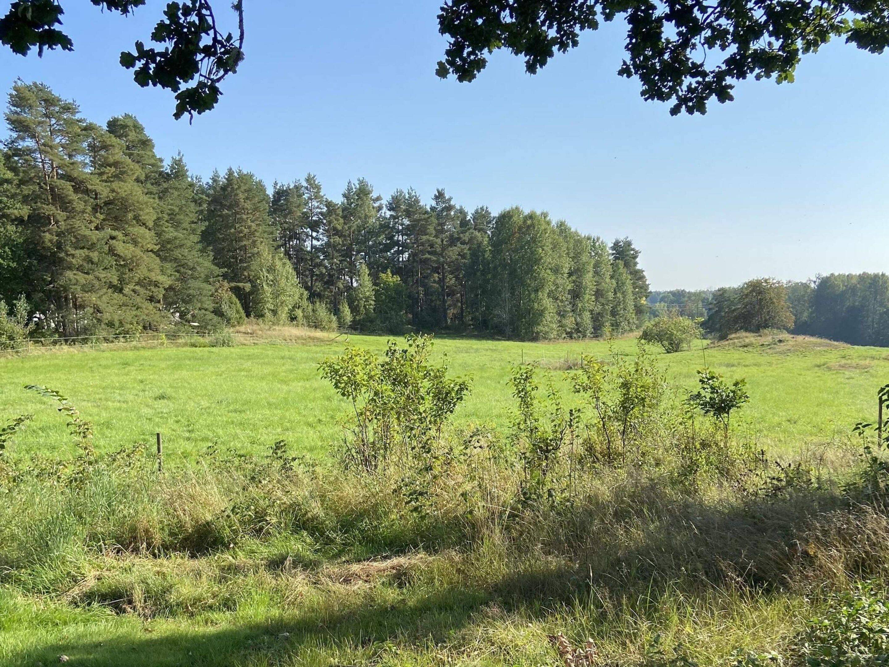Ein grünes Feld mit Bäumen im Hintergrund.