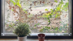 Une fenêtre donnant sur un espace extérieur rocheux, avec une plante en pot et une tasse rouge posée sur le rebord de la fenêtre.