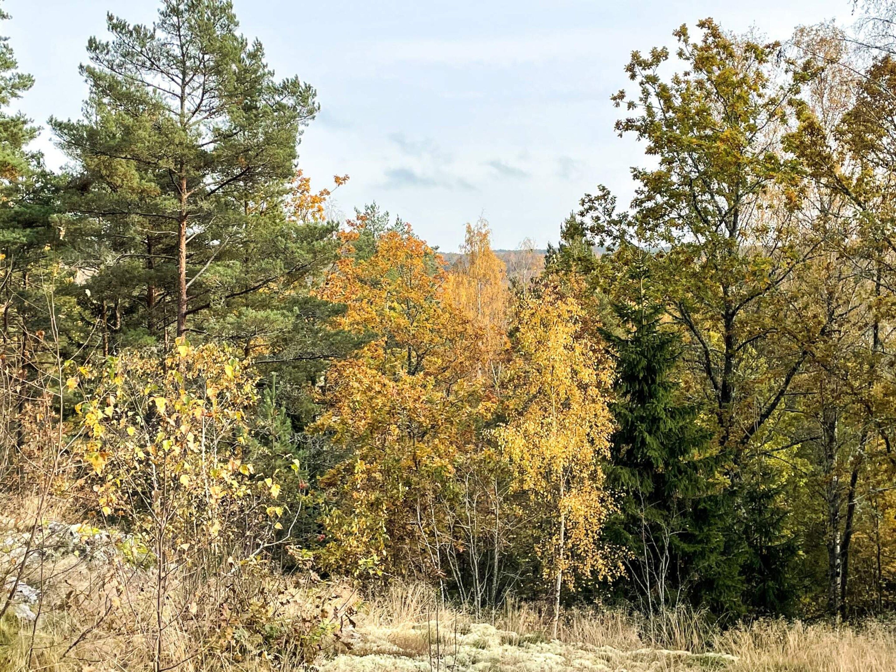 A forested area with a variety of trees, including some with autumn-colored leaves.