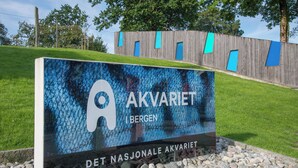 Uklassifisert bilde, 3 av 24, knapp