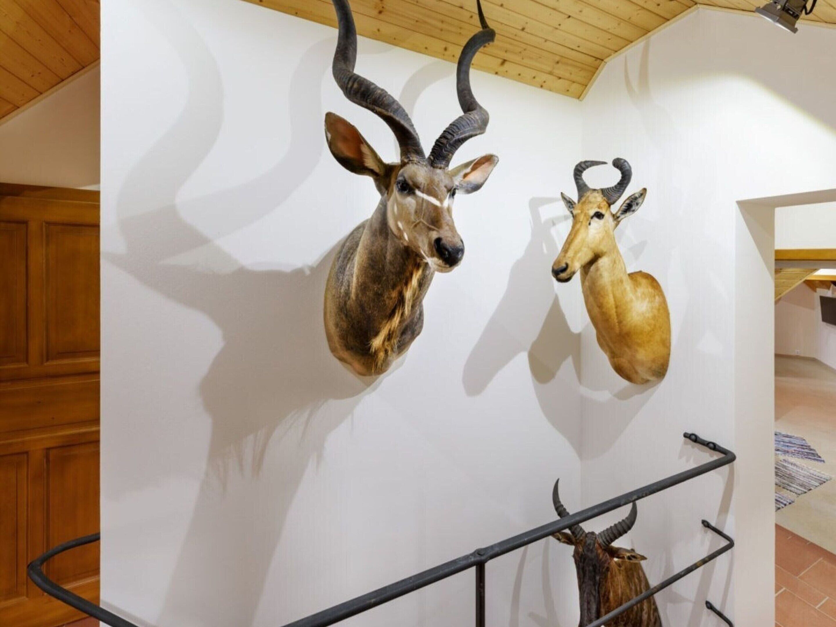 Mounted animal heads on a wall in a room with wooden ceiling and a staircase.