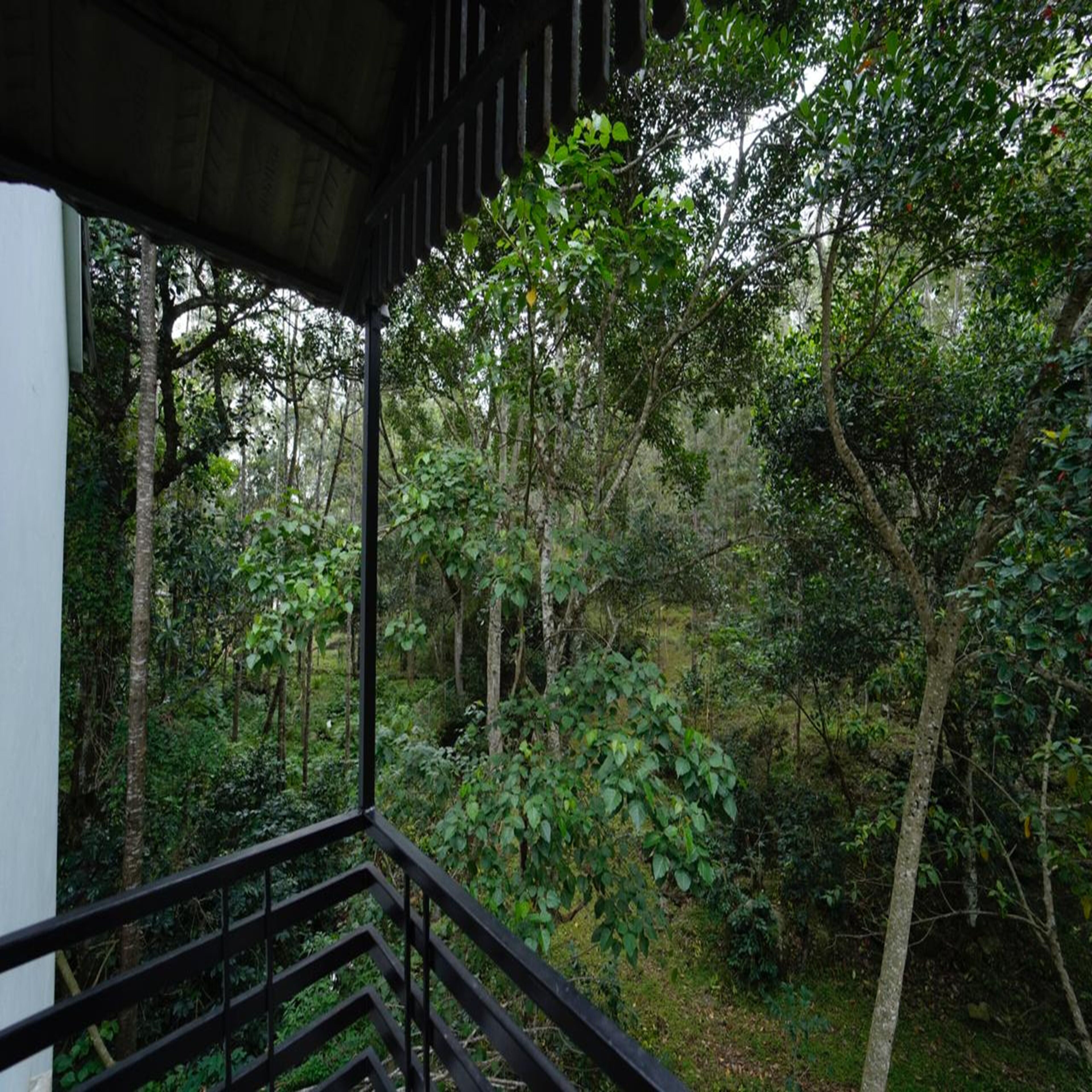 Un espacio al aire libre techado con una escalera que desciende hacia una zona boscosa.