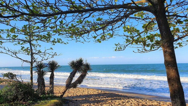 Una playa con palmeras y vistas al océano.