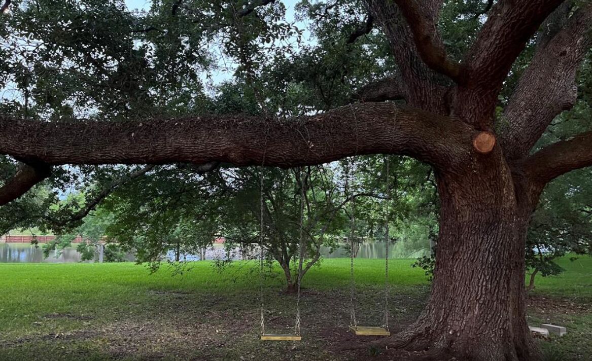 Ein großer Baum mit zwei Schaukeln, die an seinen Ästen hängen, in einem Park.