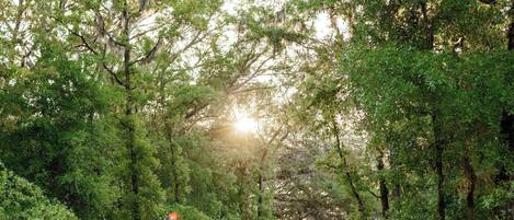 A forested path with dense trees and sunlight filtering through.
