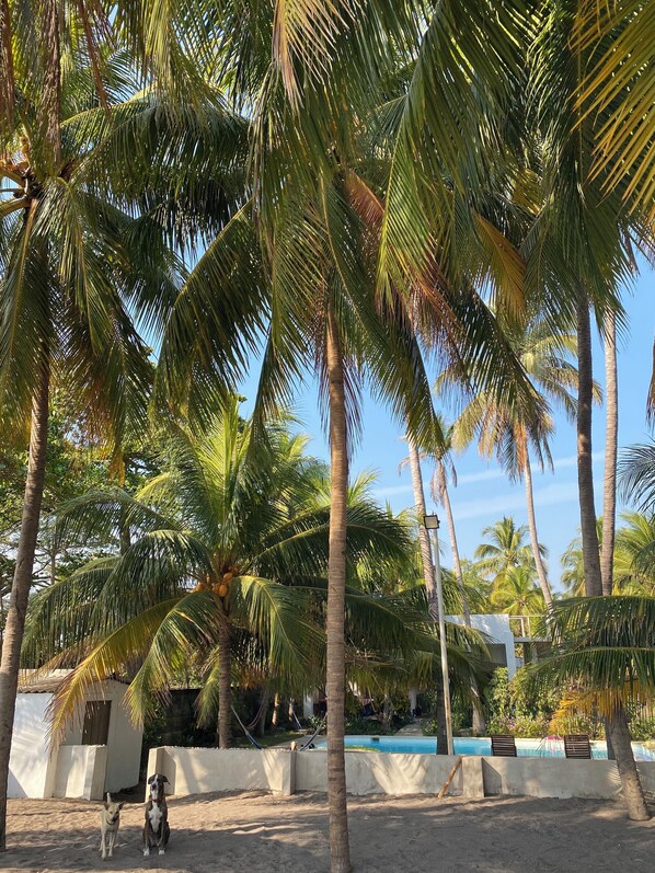 Outdoor pool - Beachfront Guest House Surrounded by Nature (Sonsonate)