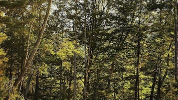 Cabin, 1 Queen Bed | Exterior