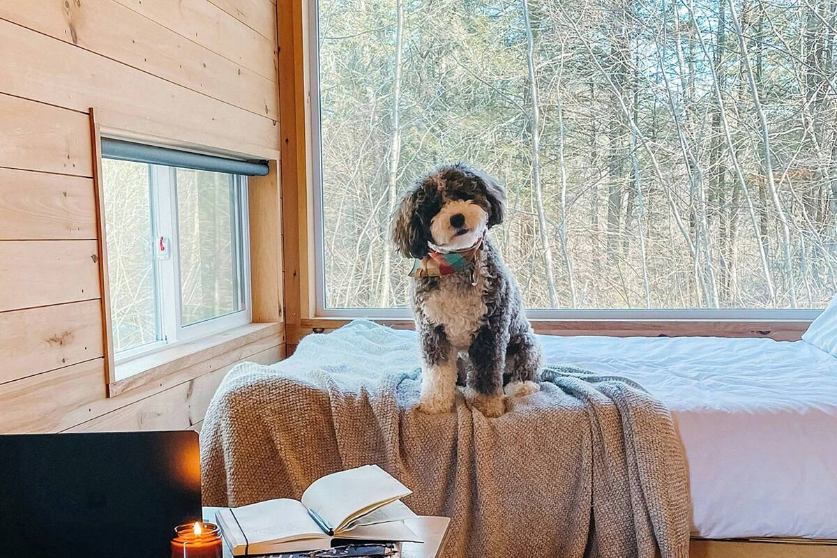 Een knus kamer in een blokhut, met een hond op een bed, een tafel met een boek en een kaars, en een raam met uitzicht op een bos.