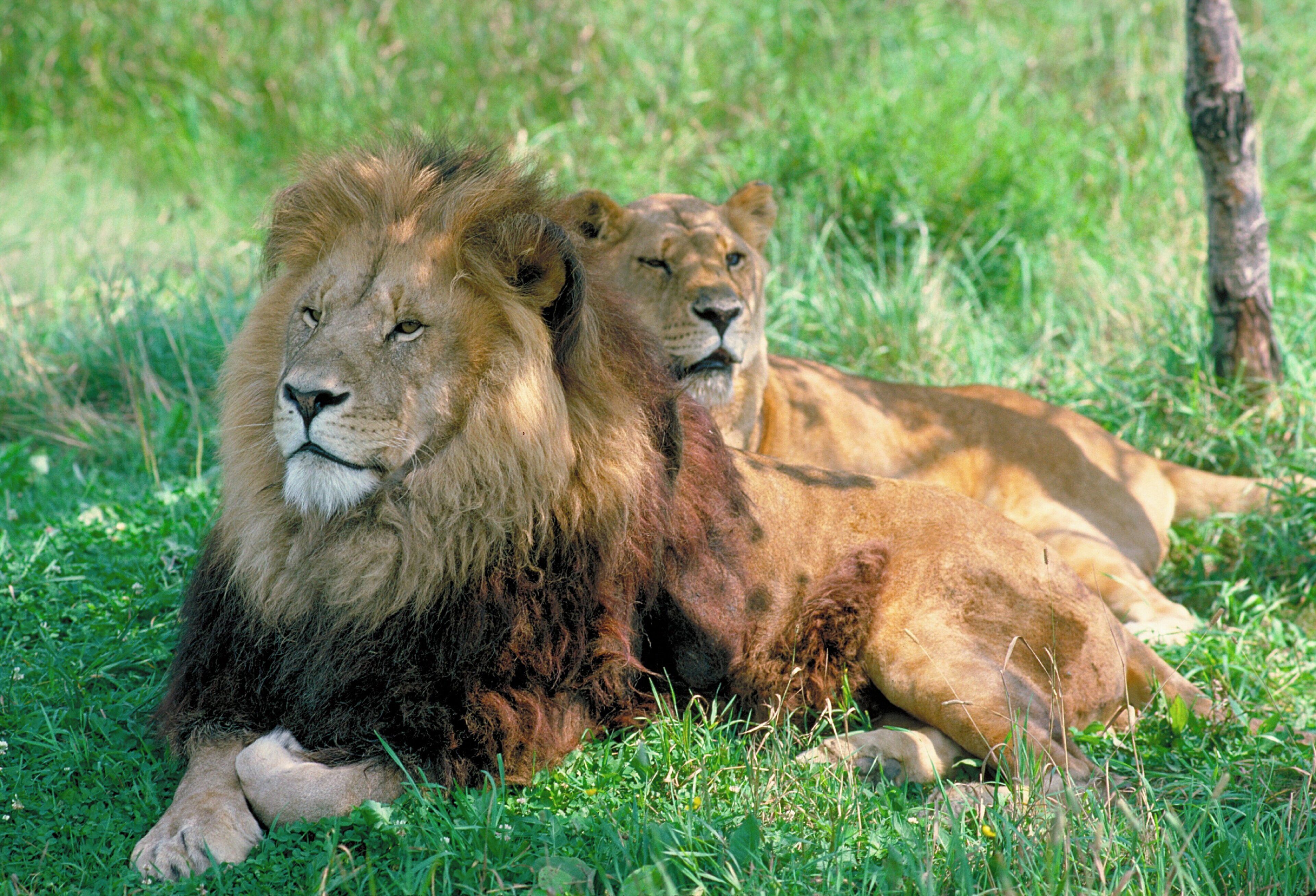 Two lions lying in a grassy area.