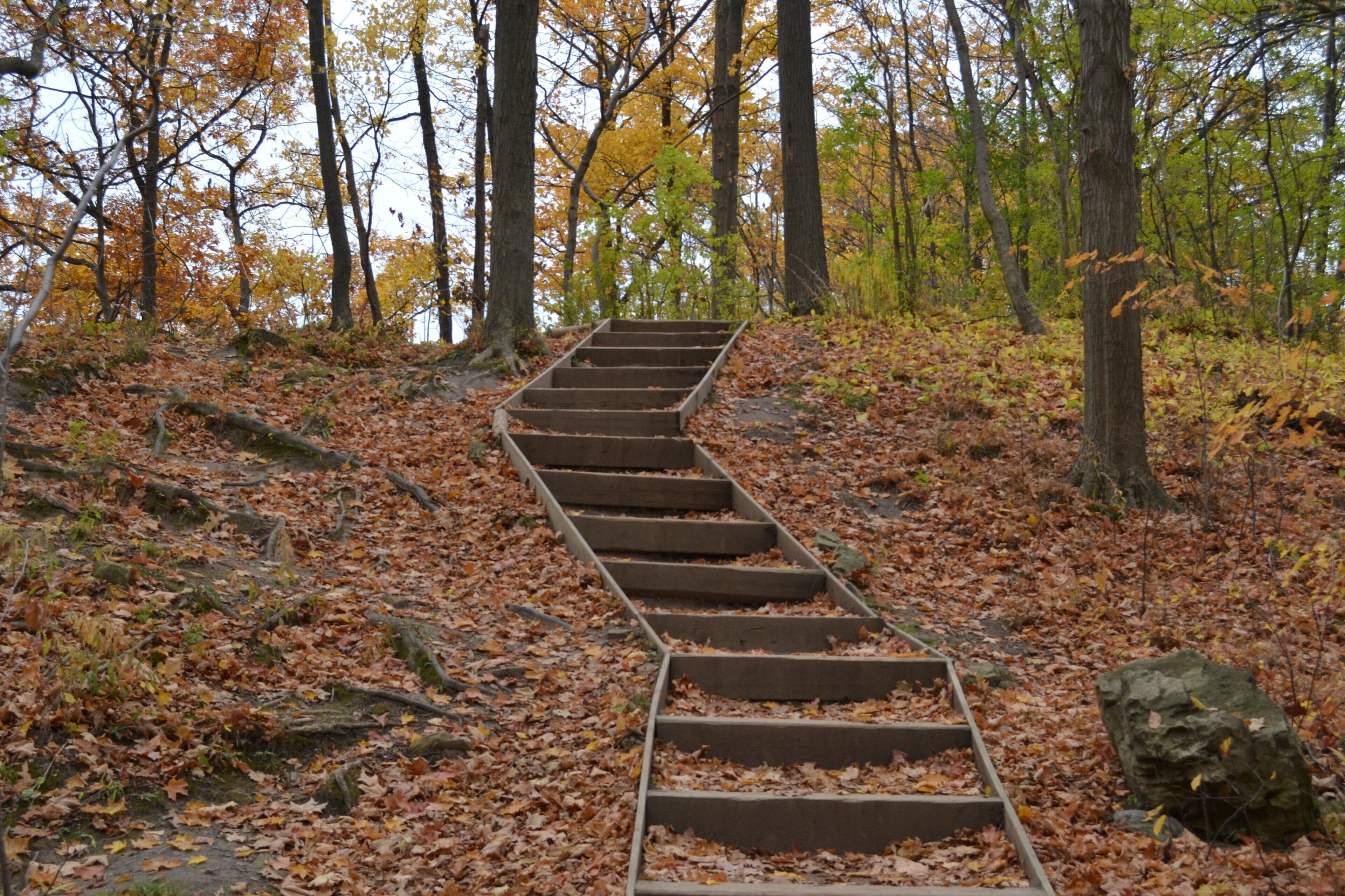 Una escalera de madera que sube una colina, rodeada de árboles y hojas caídas.