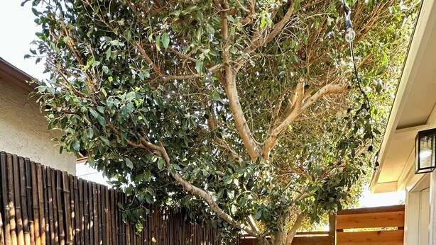 Un área de estar al aire libre con sillas de mimbre y una mesa, rodeada por una cerca de bambú y un banco de madera.