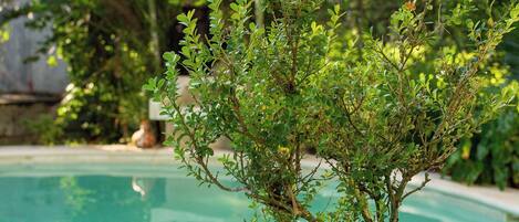 สระว่ายน้ำกลางแจ้ง