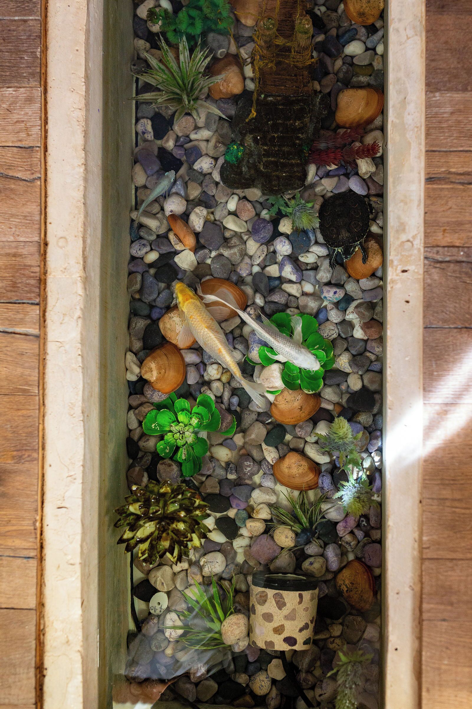 A rectangular aquarium with a variety of pebbles, plants, and a goldfish.