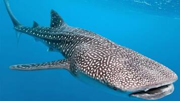 Vista a la playa o al mar