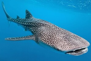 Vista a la playa o el mar