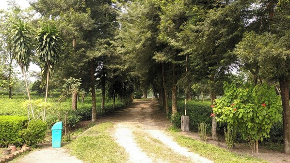 Un sendero bordeado de árboles y vegetación, que conduce a un punto lejano.
