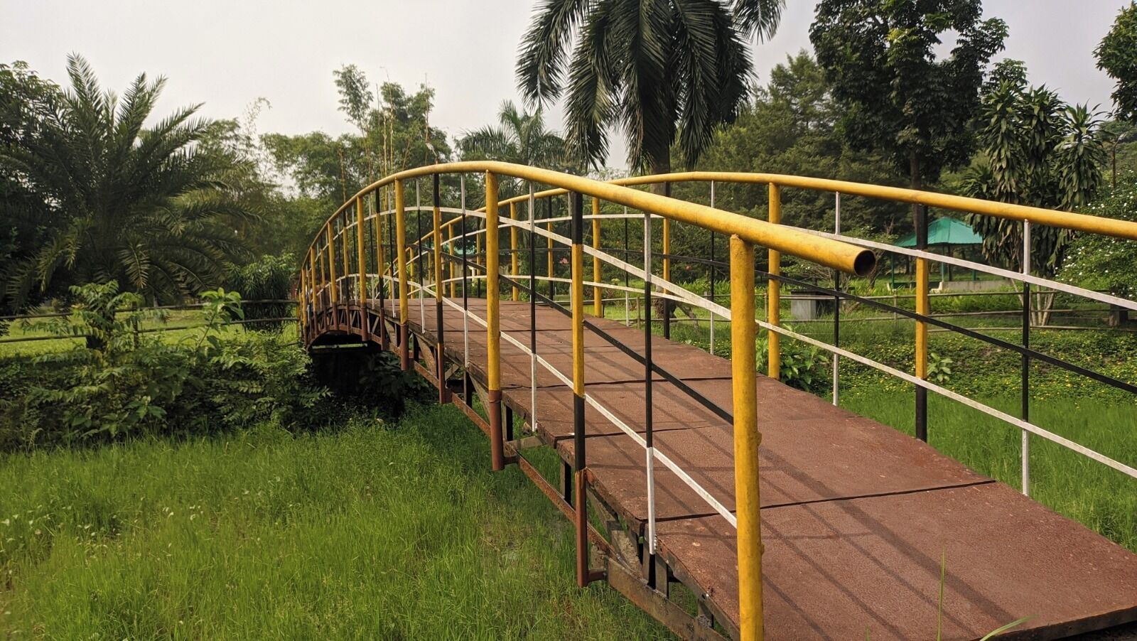 Un puente de madera rústico con barandillas amarillas, rodeado de abundante vegetación y palmeras.