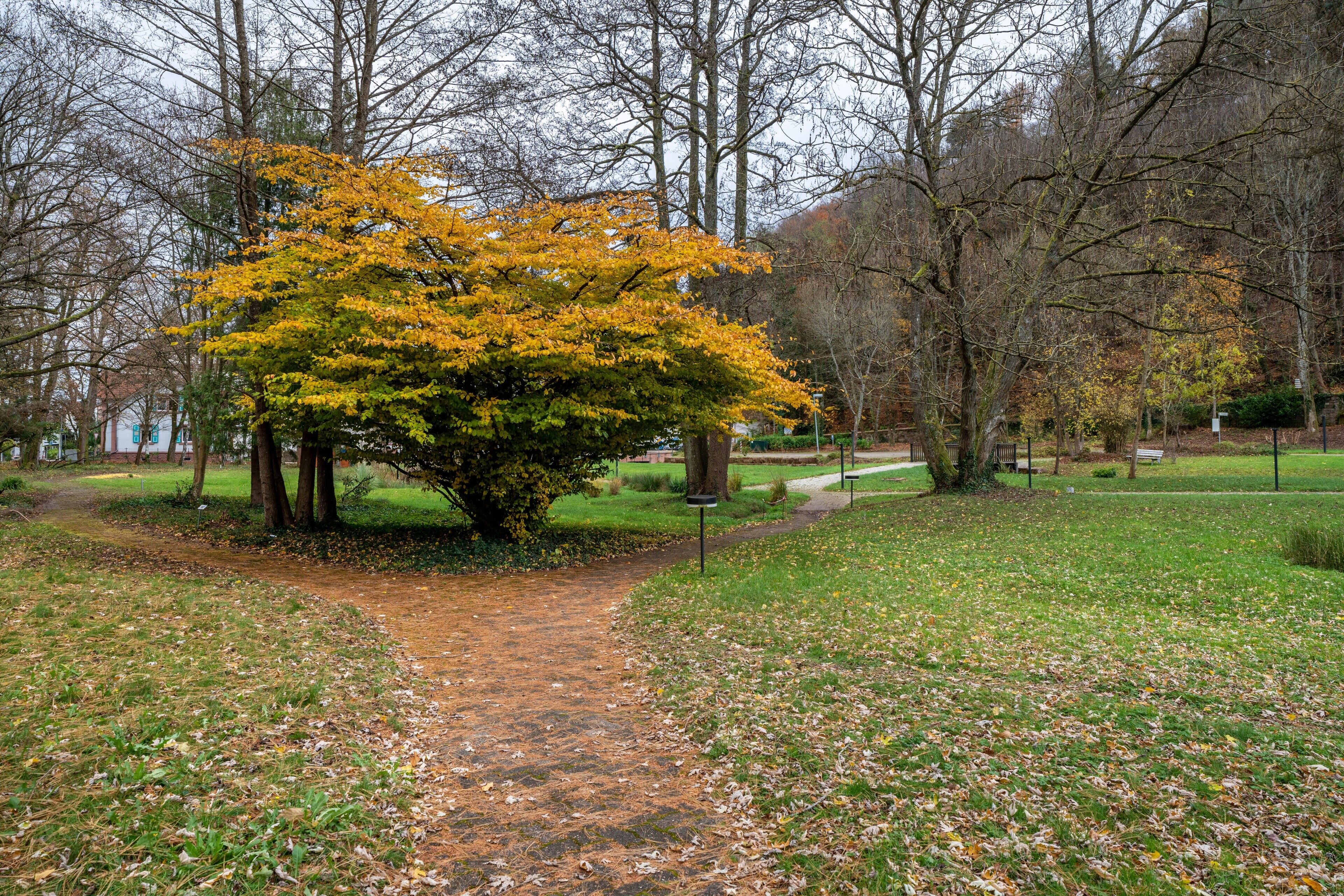 A park with a central tree, a paved path, and surrounding greenery.