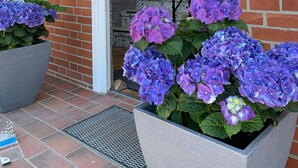 A building entrance with a brick facade, a white door, and a staircase leading inside. There are large planters with purple flowers on the porch.