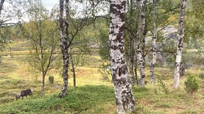 A natural landscape with birch trees and a deer in a grassy field.