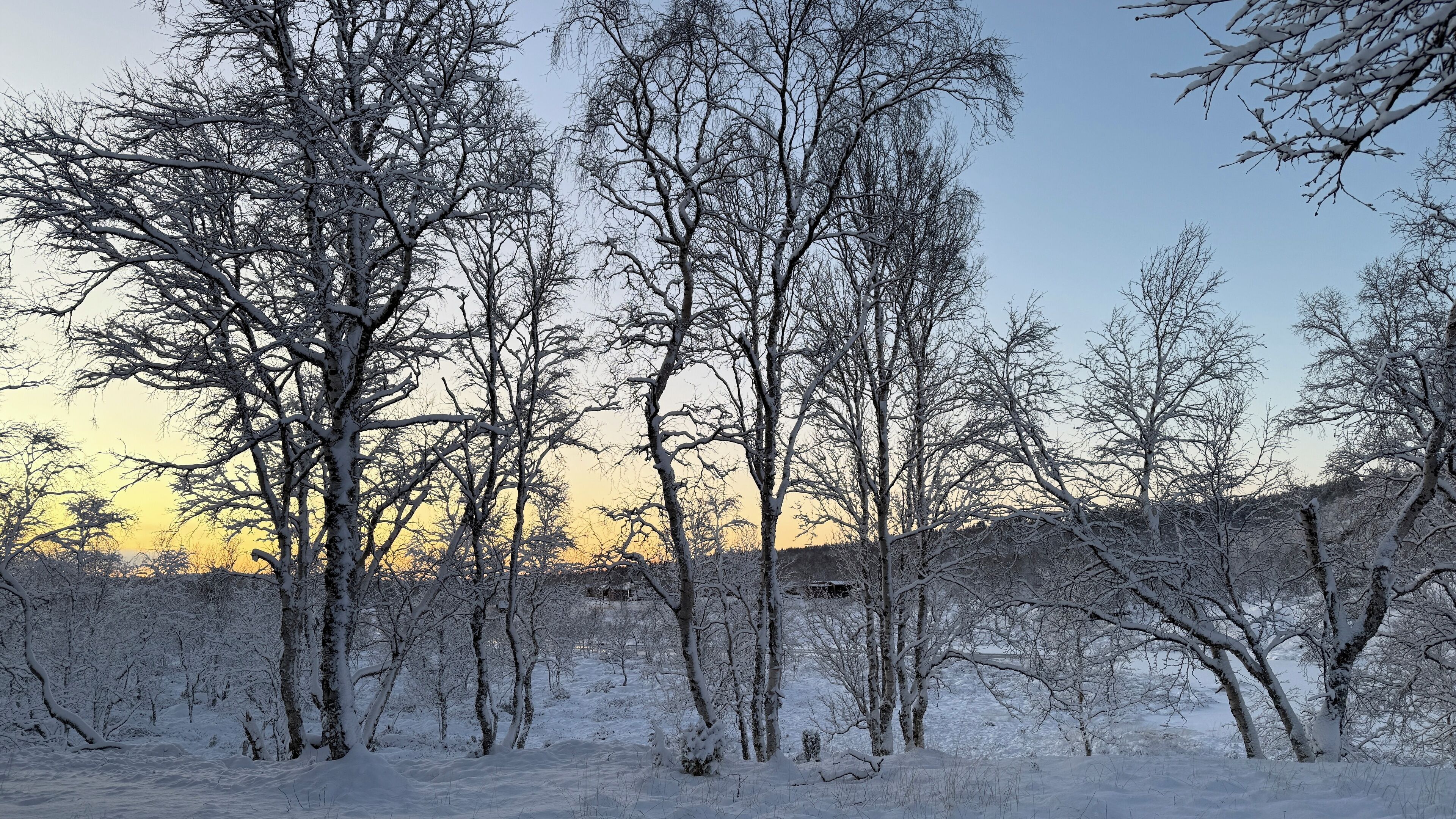 A snowy landscape with bare trees and a clear sky.