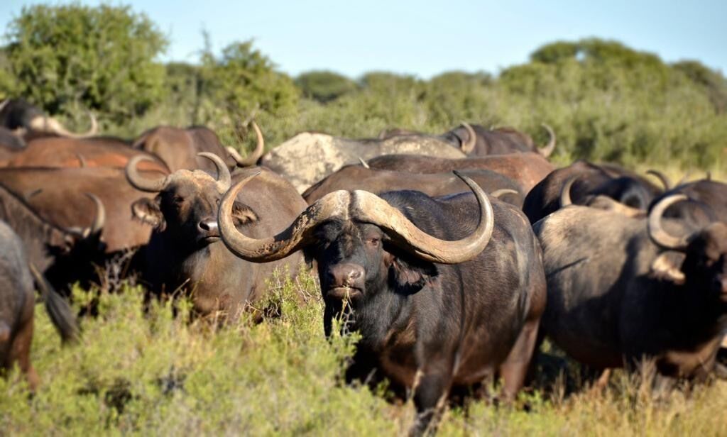A herd of large, dark-colored buffalo with prominent horns in a grassy field.