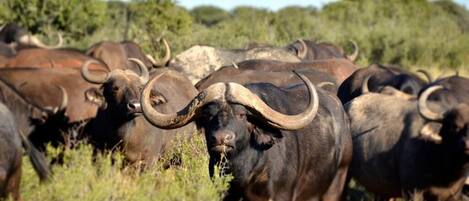 A herd of large, dark-colored buffalo with prominent horns in a grassy field.