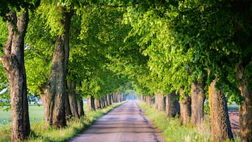 A tree-lined road with a clear path.