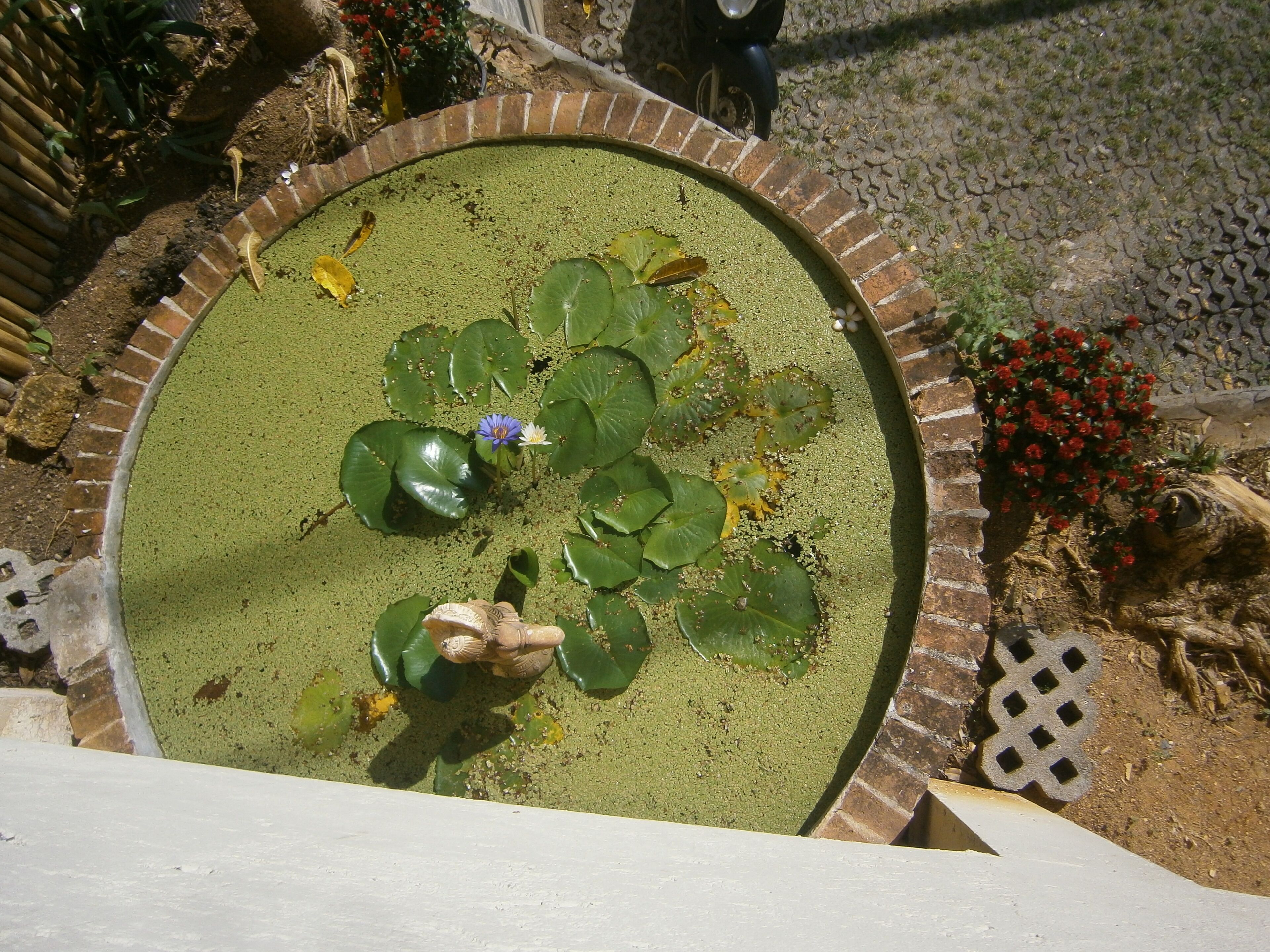 Een ronde vijver met waterlelies en een standbeeld van een hand die een lotusbloem vasthoudt.