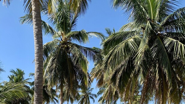 A beach resort with palm trees, a swimming pool, and beach umbrellas. - Sea Way Hotel (Nilaveli)