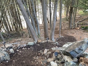 Un área boscosa con árboles, rocas y pequeñas luces solares.
