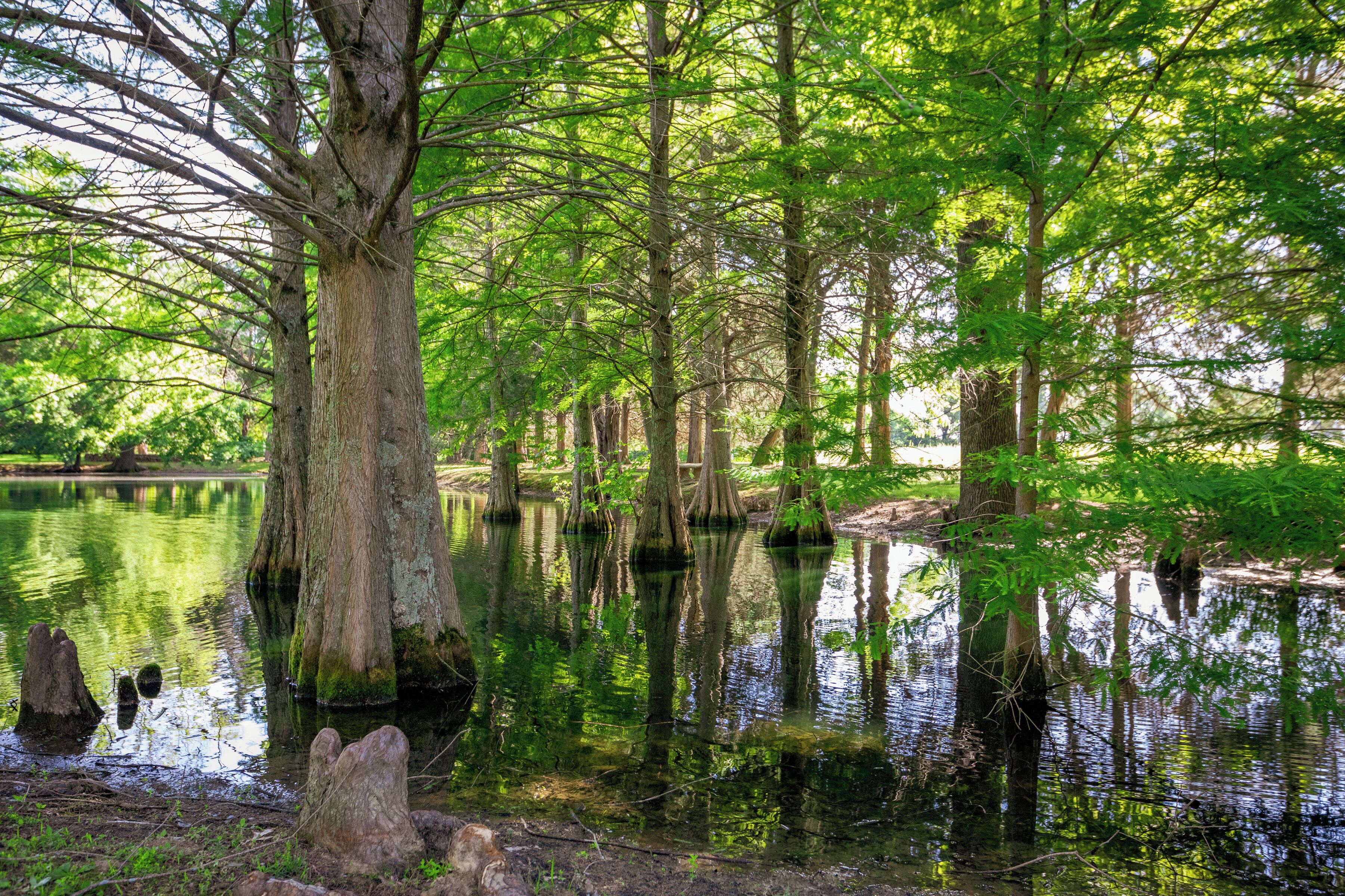 Un área boscosa y tranquila, con agua calma que refleja los árboles y un cielo despejado.